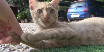 Progat impulsa un programa d’adopció de gats per part de persones grans soles