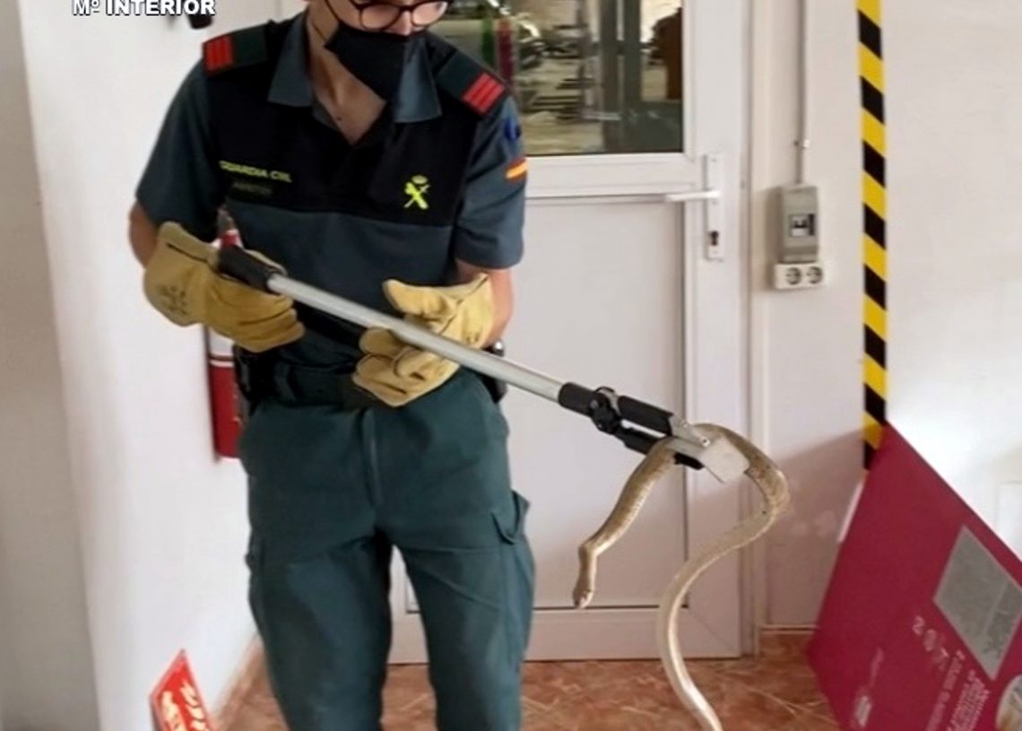 La Guàrdia Civil rescata una serp a les oficines d’una empresa de Roquetes