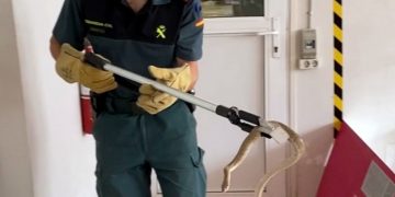 La Guàrdia Civil rescata una serp a les oficines d’una empresa de Roquetes