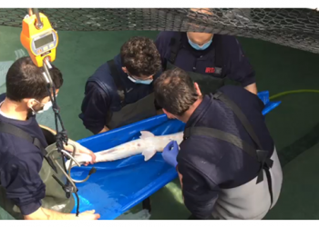 La reintroducció de l’esturió al riu Ebre, cada vegada més a prop