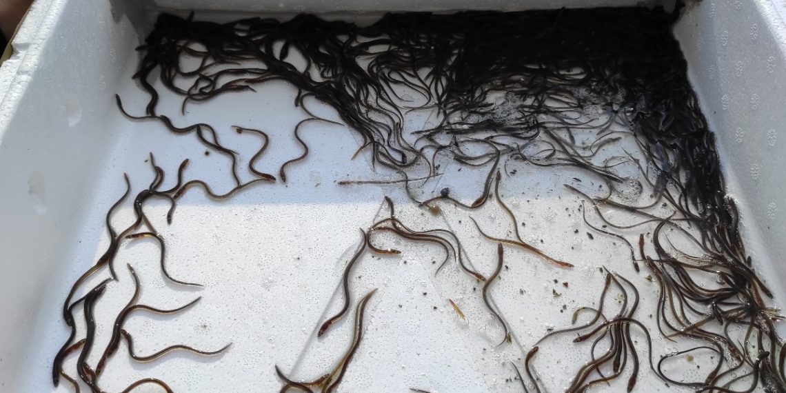 Alliberen a l’Ebre 30 quilos d’angules decomissades a l’aeroport de Madrid