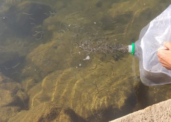 Alliberen a l’Ebre 30 quilos d’angules decomissades a l’aeroport de Madrid