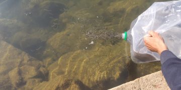 Alliberen a l’Ebre 30 quilos d’angules decomissades a l’aeroport de Madrid
