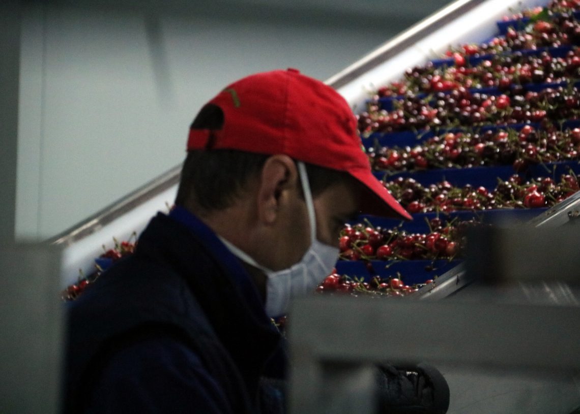 El brot de covid de l’empresa de cireres de Tivissa afecta 71 persones