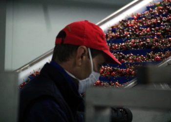 El brot de covid de l’empresa de cireres de Tivissa afecta 71 persones