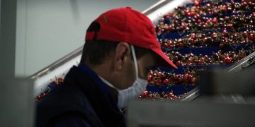 El brot de covid de l’empresa de cireres de Tivissa afecta 71 persones