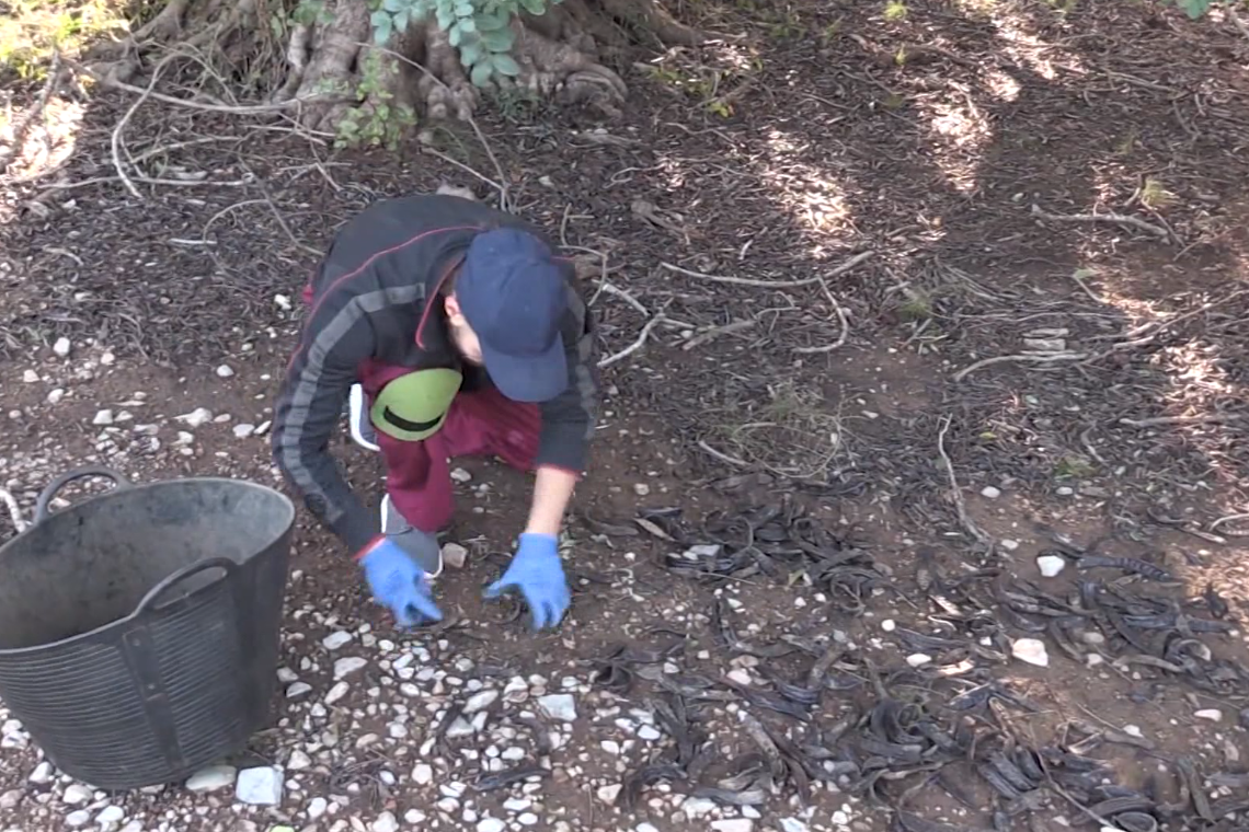 Unió de Pagesos confia que els controls i la traçabilitat frenin els robatoris de garrofa