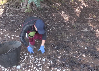 Unió de Pagesos confia que els controls i la traçabilitat frenin els robatoris de garrofa