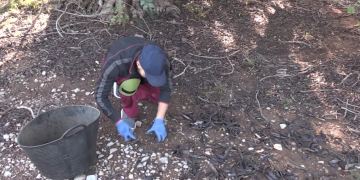 Unió de Pagesos confia que els controls i la traçabilitat frenin els robatoris de garrofa