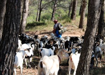 Per combatre els incendis forestals