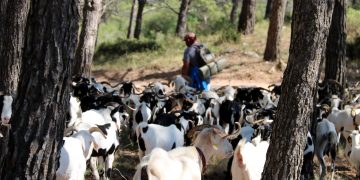 Per combatre els incendis forestals