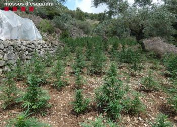 A presó els cinc detinguts per conrear 4.200 plantes de marihuana entre oliveres a Bítem
