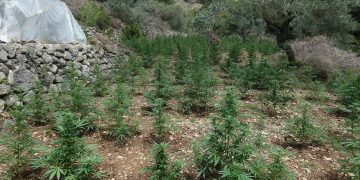 A presó els cinc detinguts per conrear 4.200 plantes de marihuana entre oliveres a Bítem