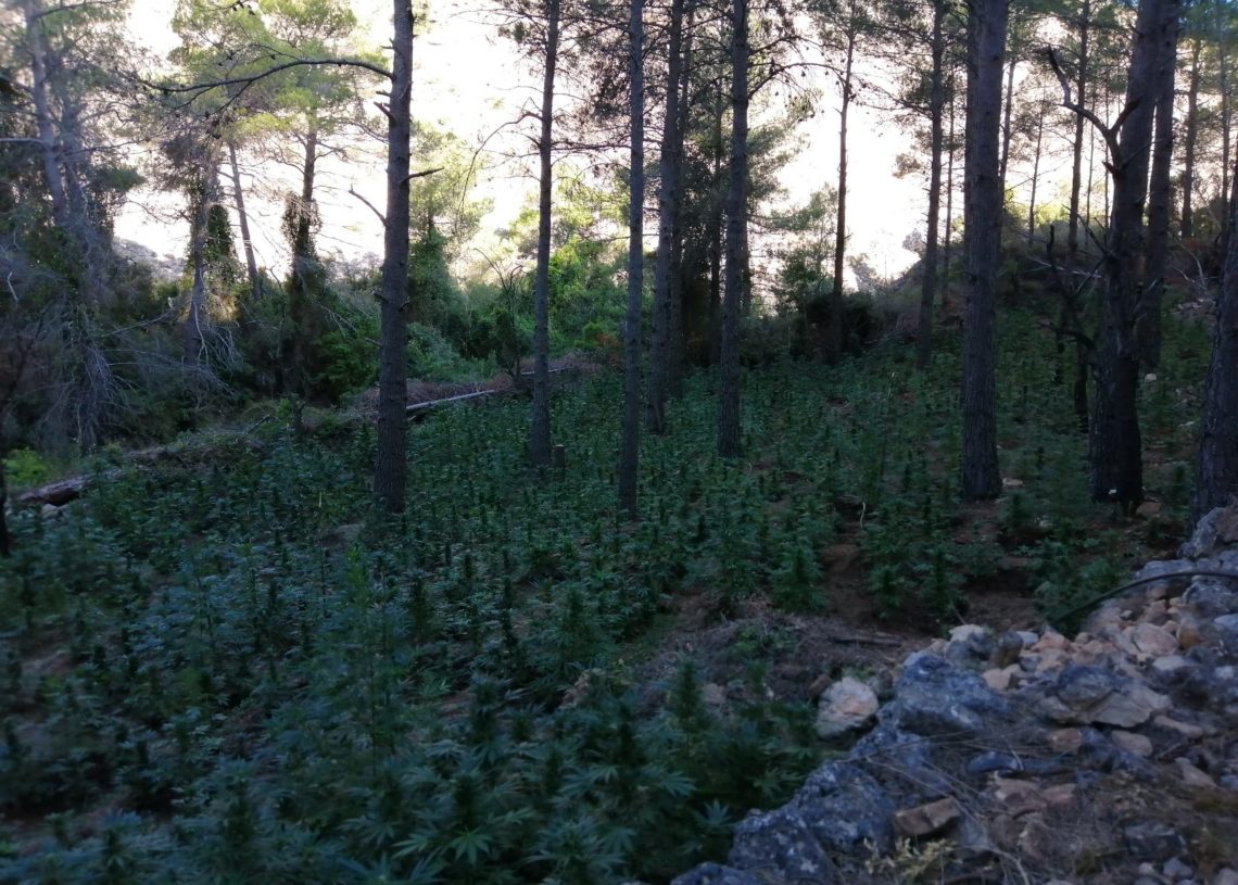 Troben prop de 10.000 plantes de marihuana en un bosc d’Horta de Sant Joan