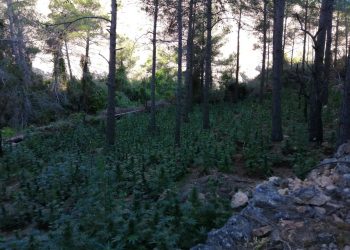 Troben prop de 10.000 plantes de marihuana en un bosc d’Horta de Sant Joan