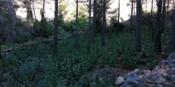 Troben prop de 10.000 plantes de marihuana en un bosc d’Horta de Sant Joan
