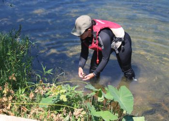 Les campanyes de control de la CHE ‘minven’ la presència de caragol maçana a l’Ebre