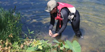 Les campanyes de control de la CHE ‘minven’ la presència de caragol maçana a l’Ebre
