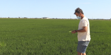 UP alerta de l’afectació de la pedregada als arrossars de la Ràpita i el Poblenou