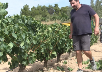 Unió de Pagesos se suma al clam de la Terra Alta i la Ribera d’Ebre contra la nova MAT