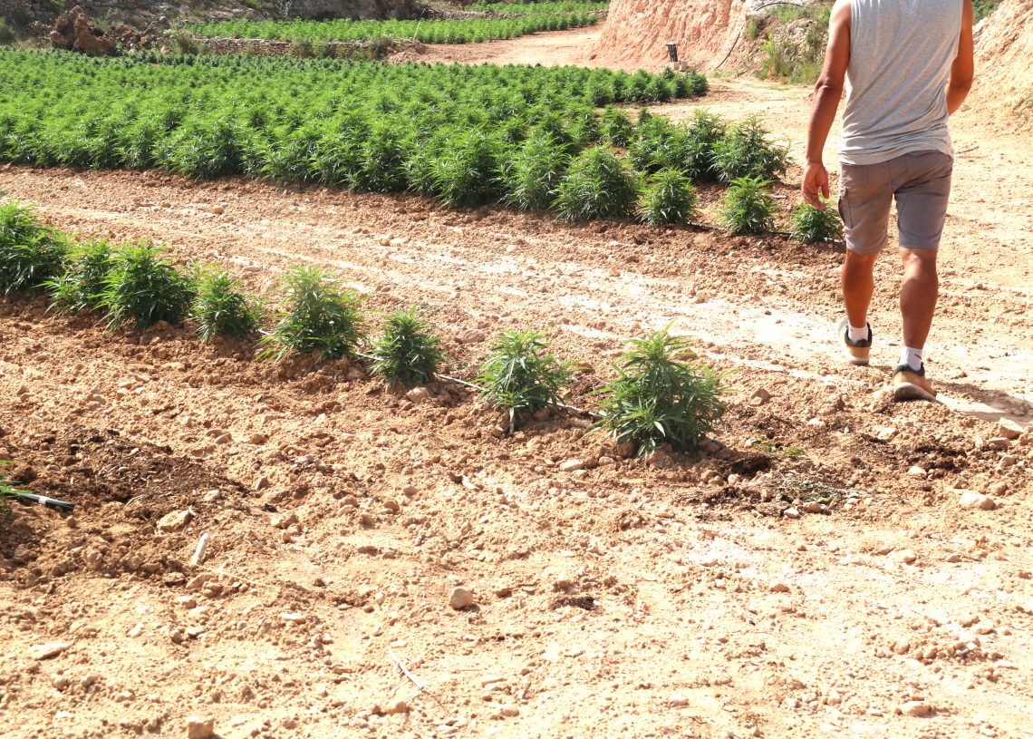 Productor de cànem a l’Ebre: ‘Tenim una normativa que ens fa perdre milions d’euros perquè no es pot processar al país’
