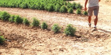 Productor de cànem a l’Ebre: ‘Tenim una normativa que ens fa perdre milions d’euros perquè no es pot processar al país’