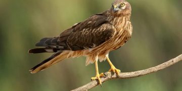 Localitzen 14 nius d’esparver cendrós a la comarca del Montsià