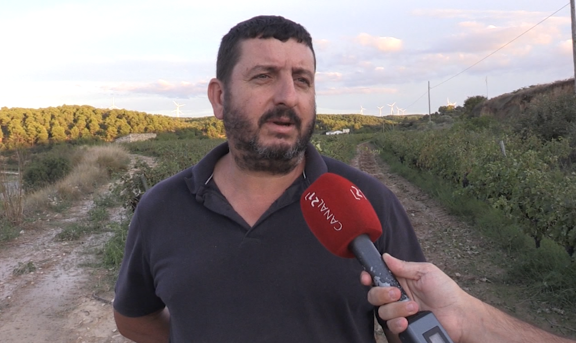 UP creu que la pedregada ha afectat el 50% de la vinya de Batea, amb la verema a mitges