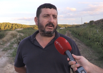 UP creu que la pedregada ha afectat el 50% de la vinya de Batea, amb la verema a mitges