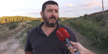 UP creu que la pedregada ha afectat el 50% de la vinya de Batea, amb la verema a mitges