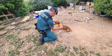 Investiguen un veí de l’Ampolla per maltractar i desatendre set gossos de caça