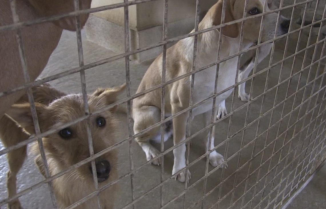 Arca vol optar a la gestió del servei de recollida i protecció d’animals a Tortosa