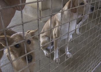 Arca vol optar a la gestió del servei de recollida i protecció d’animals a Tortosa