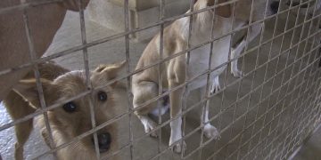 Arca vol optar a la gestió del servei de recollida i protecció d’animals a Tortosa