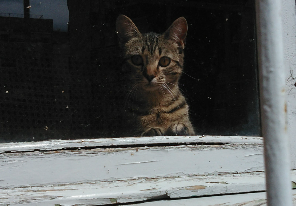 Gossos i gats, les mascotes d’avui