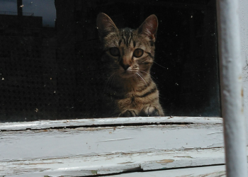 Gossos i gats, les mascotes d’avui
