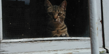 Gossos i gats, les mascotes d’avui