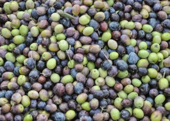 El molí d’oli tradicional: jugant al molí de Sarpa