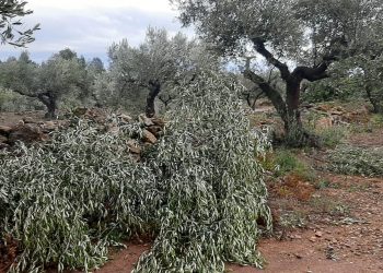 UP alerta de danys importants en oliveres i afectació a arrossars del Baix Ebre i Montsià