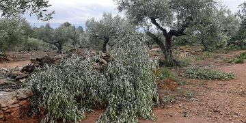 UP alerta de danys importants en oliveres i afectació a arrossars del Baix Ebre i Montsià