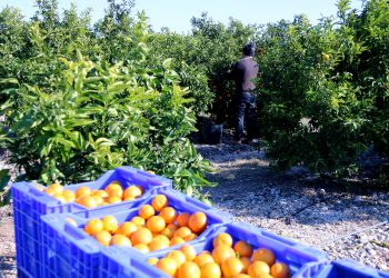 L’entrada de taronja de Turquia, Egipte i Marroc ensorra els preus dels cítrics ebrencs
