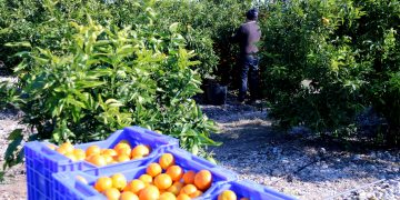 L’entrada de taronja de Turquia, Egipte i Marroc ensorra els preus dels cítrics ebrencs