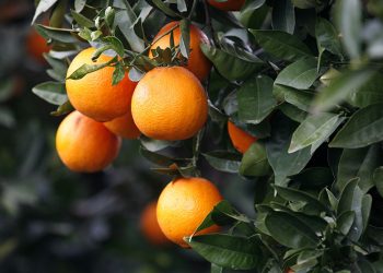 Unió de Pagesos denuncia la inacció de l’Estat amb la crisi de preus dels cítrics