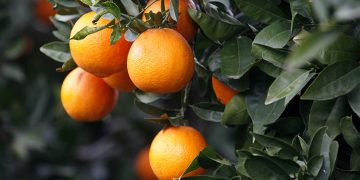 Unió de Pagesos denuncia la inacció de l’Estat amb la crisi de preus dels cítrics