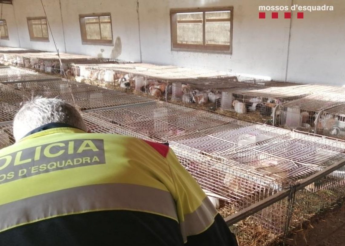 Denuncien una granja il·legal de la Sénia amb més de mil conills i exemplars morts