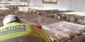 Denuncien una granja il·legal de la Sénia amb més de mil conills i exemplars morts