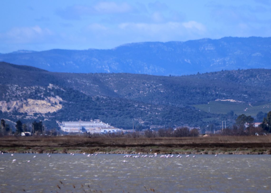El Parc Natural del Delta bat rècord d’aus hivernants però demana mantenir arrossars inundats