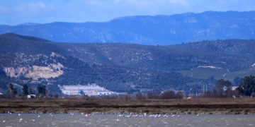 El Parc Natural del Delta bat rècord d’aus hivernants però demana mantenir arrossars inundats