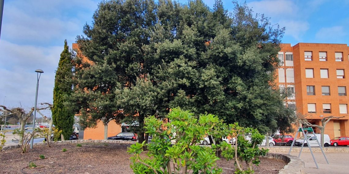 Tortosa renova la zona verda del barri del Temple, al passeig Jaume I