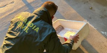 Guàrdia Civil i Mossos d’Esquadra incauten 60 quilos d’ostró al Delta